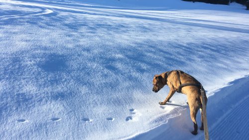 Hasst ihr Hund heimlich seine Spaziergänge?