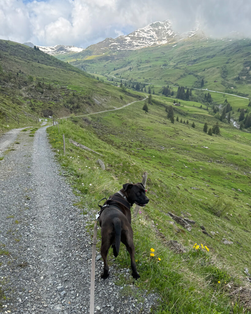 Hund auf einem Alpweg der zurückschaut