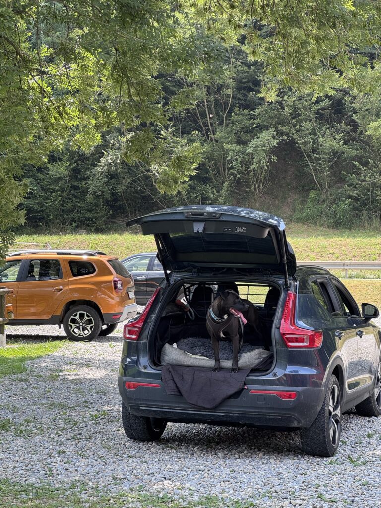 Schwarzer Hund im Kofferraum eines Autos.